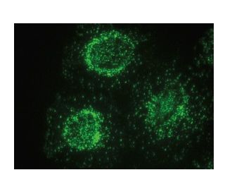 RAI3 Antibody (F-3) - Immunofluorescence - Image 150361 