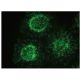 RAI3 Antibody (F-3) - Immunofluorescence - Image 150361 