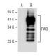 RAI3 Antibody (F-3) - Western Blotting - Image 150575 