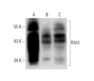 RAI3 Antibody (G-6) - Western Blotting - Image 319606 