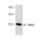 RAIDD Antibody (G-7) - Western Blotting - Image 281765 