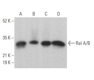 Ral A/B Antibody (E-7) - Western Blotting - Image 374977 