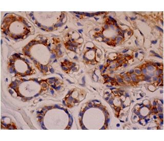 Ral A/B Antibody (F-2) - Immunohistochemistry - Image 286430 
