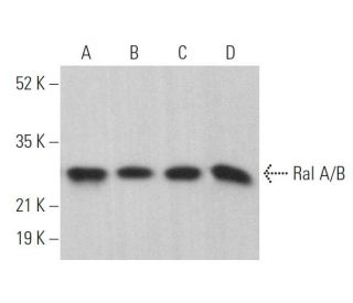 Ral A/B Antibody (F-2) - Western Blotting - Image 374987 