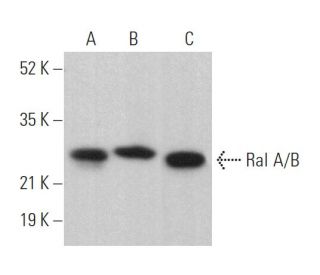 Ral A/B Antibody (F-2) - Western Blotting - Image 374976 