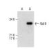 Ral B Antibody (C-8) - Western Blotting - Image 286099