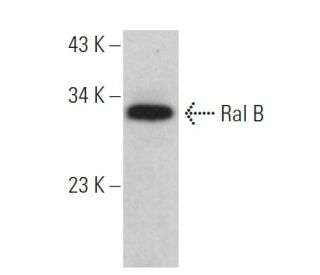 Ral B Antibody (C-8) - Western Blotting - Image 359353 