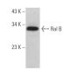 Ral B Antibody (C-8) - Western Blotting - Image 359353 