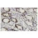 Ral B Antibody (XY-12) - Immunohistochemistry - Image 35936 