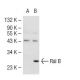 Ral B Antibody (XY-12) - Western Blotting - Image 42103