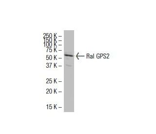 Ral GPS2 Antibody (FE-63) - Western Blotting - Image 33549 