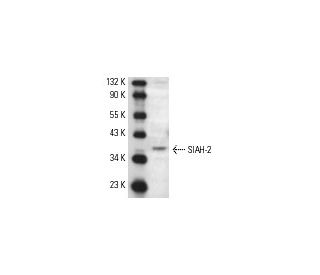Ramos + IL-4 Cell Lysate: sc-24762. Western blot analysis of... 