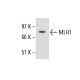 Ramos nuclear extract: sc-2153. Western blot analysis of MLH1 expression...