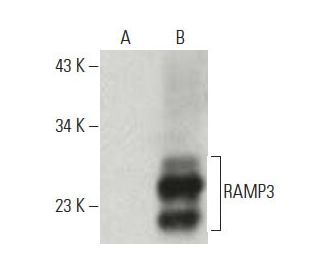 RAMP3 Antibody (G-1) - Western Blotting - Image 396649