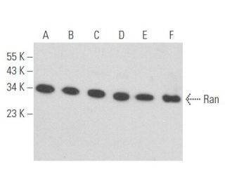 Ran Antibody (ARAN1) - Western Blotting - Image 357655 