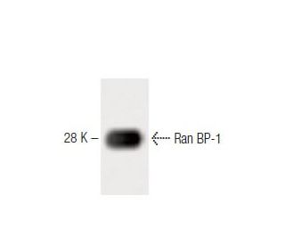 Ran BP-1 Antibody (35) - Western Blotting - Image 60429 
