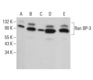 Ran BP-3 Antibody (C-5) - Western Blotting - Image 382866 