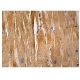 Ran BP-M Antibody (A-5) - Immunohistochemistry - Image 161003 