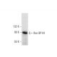 Ran BP-M Antibody (A-5) - Western Blotting - Image 135994
