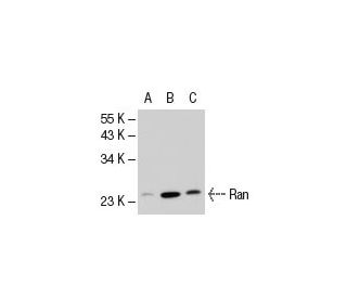 Ran Antibody (ARAN1) - Western Blotting - Image 21497