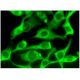 RANK Antibody (B-8) - Immunofluorescence - Image 295298 