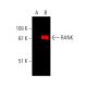 RANK Antibody (H-7) - Western Blotting - Image 378821