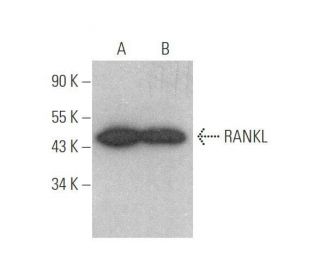 RANKL Antibody (G-1) - Western Blotting - Image 352415 