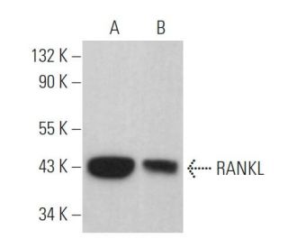 RANKL Antibody (G-1) - Western Blotting - Image 360953