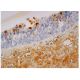 RANTES Antibody (A-4) - Immunohistochemistry - Image 350195 