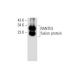 RANTES Antibody (A-4) - Western Blotting - Image 145010 
