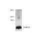 RANTES Antibody (C-12) - Western Blotting - Image 296262 