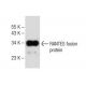 RANTES Antibody (E-2) - Western Blotting - Image 147716