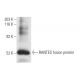 RANTES Antibody (VL2) - Western Blotting - Image 9892