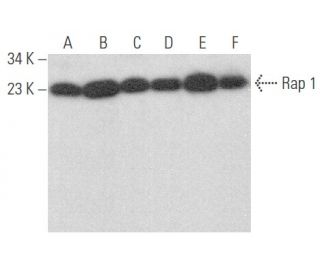Rap 1 Antibody (E-6) - Western Blotting - Image 354078 