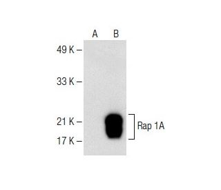 Rap 1A Antibody (C-10) - Western Blotting - Image 150007 