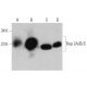 Rap 2A/B/C Antibody (C-2) - Western Blotting - Image 358692 