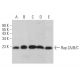 Rap 2A/B/C Antibody (C-2) - Western Blotting - Image 371082