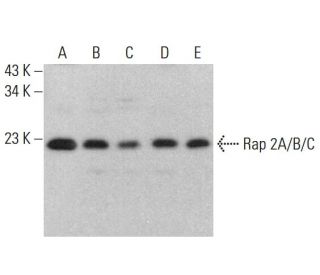 Rap 2A/B/C Antibody (C-2) - Western Blotting - Image 383769 