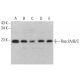 Rap 2A/B/C Antibody (C-2) - Western Blotting - Image 383769 