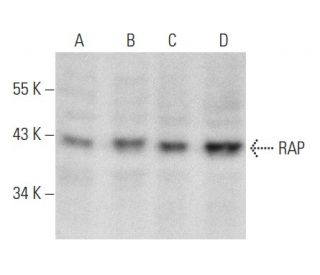 RAP Antibody (E-7) - Western Blotting - Image 354241 