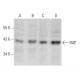 RAP Antibody (E-7) - Western Blotting - Image 354241 