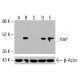 RAP Antibody (E-7) - Western Blotting - Image 416057 