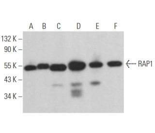 RAP1 Antibody (4C8/1) - Western Blotting - Image 361635 