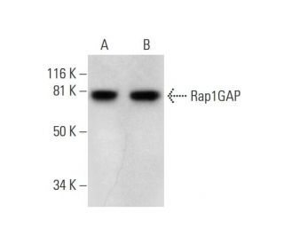 Rap1GAP Antibody (E-11) - Western Blotting - Image 289976 