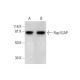Rap1GAP Antibody (E-11) - Western Blotting - Image 289976 
