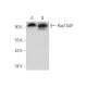Rap1GAP Antibody (E-11) - Western Blotting - Image 319975