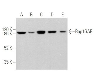 Rap1GAP Antibody (D-9) - Western Blotting - Image 362475