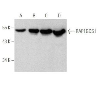 RAP1GDS1 Antibody (F-1) - Western Blotting - Image 351718 