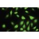 RAPGEF6 Antibody (BA-17) - Immunofluorescence - Image 35495
