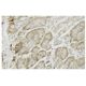RAPGEF6 Antibody (BA-17) - Immunohistochemistry - Image 35931 